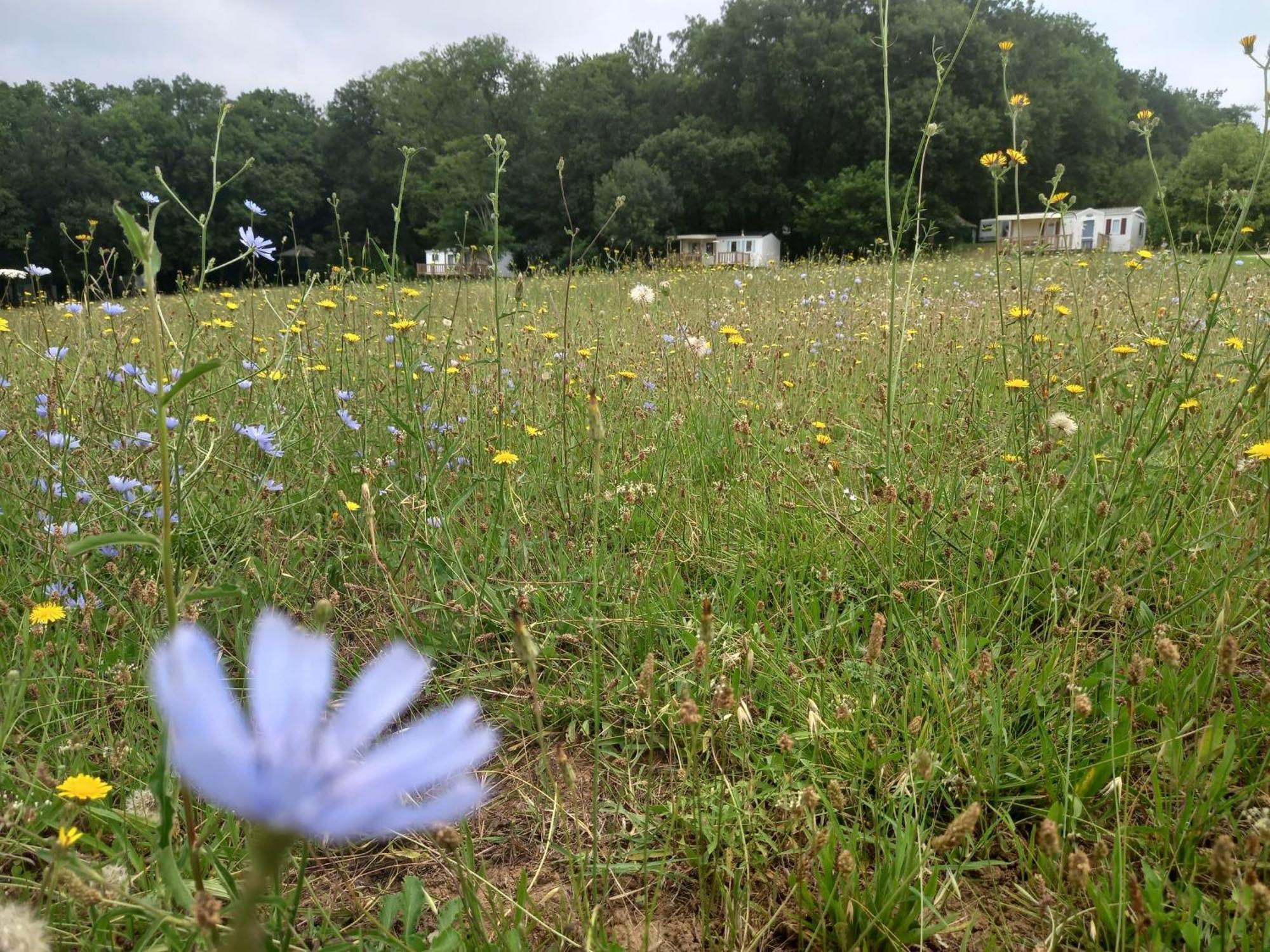 Camping Nature Le Valenty Mobil-Home-Dordogne Panoramique Clim Piscine Soturac Exterior photo